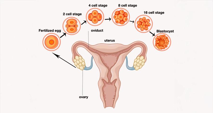 Blastocyst Transfer
