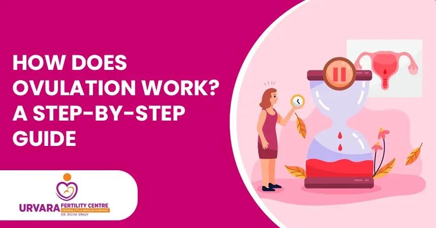 How Does Ovulation Work? A Step-by-Step Guide
