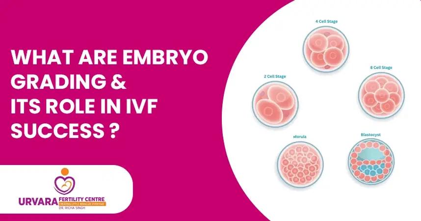 What Are Embryo Grading and Its Role in IVF Success?