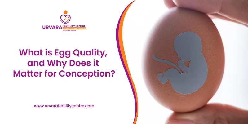 The Importance of Egg Quality for Successful Conception Banner